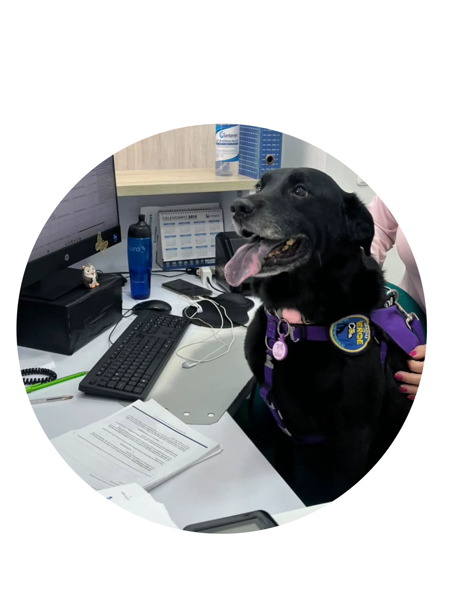 Perrita terapeuta sentada junto a un escritorio